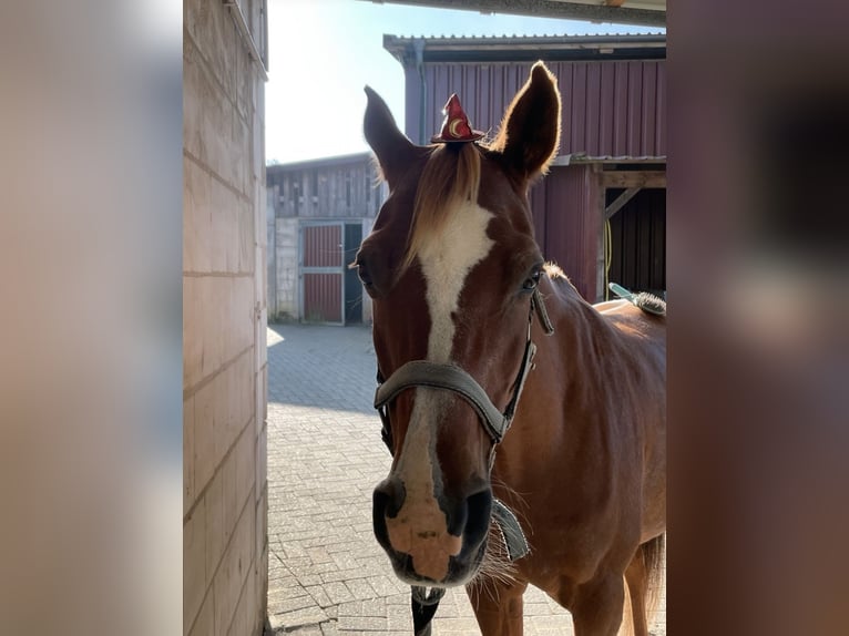 Pura Raza Árabe Caballo castrado 17 años 152 cm Rabicano in Nordholz