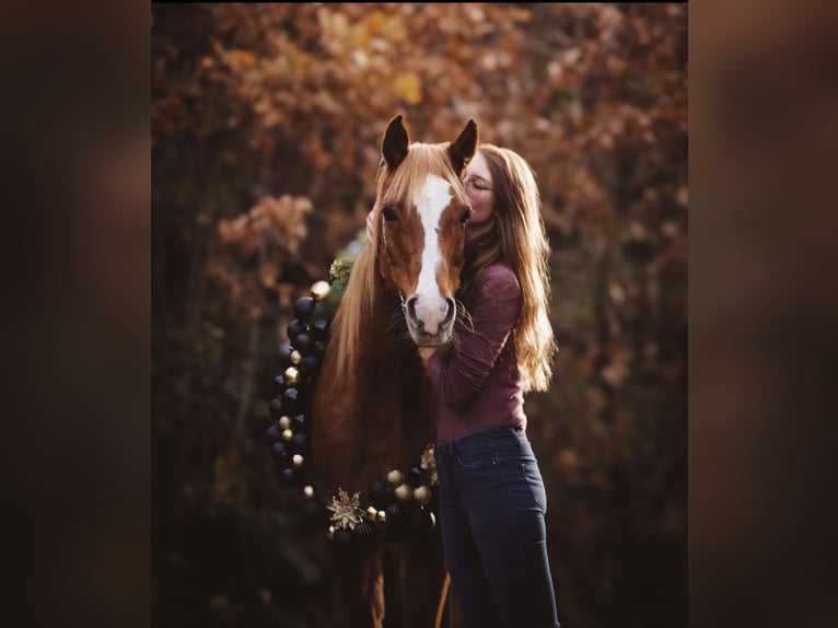 Pura Raza Árabe Caballo castrado 17 años 152 cm Rabicano in Nordholz