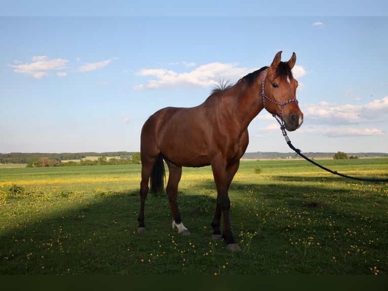 Pura Raza Árabe Caballo castrado 17 años 156 cm Castaño in Kammlach