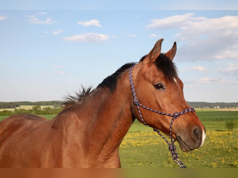 Pura Raza Árabe Caballo castrado 17 años 156 cm Castaño in Kammlach