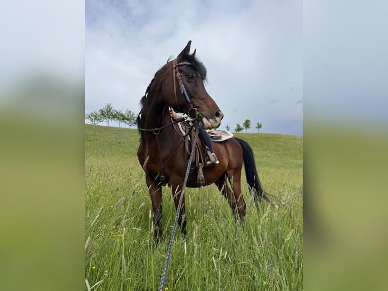 Pura Raza Árabe Caballo castrado 17 años 156 cm Castaño oscuro in Tann