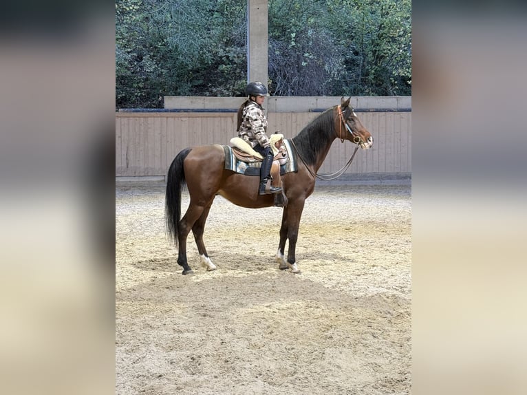 Pura Raza Árabe Caballo castrado 17 años 156 cm Castaño oscuro in Tann
