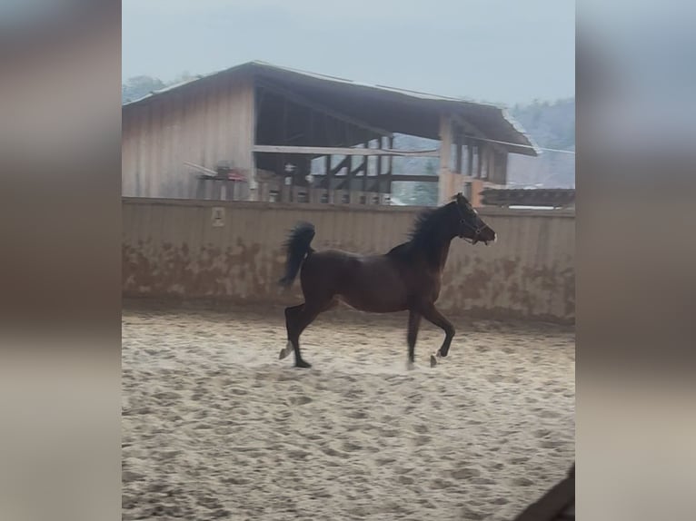 Pura Raza Árabe Caballo castrado 17 años 156 cm Castaño oscuro in Tann