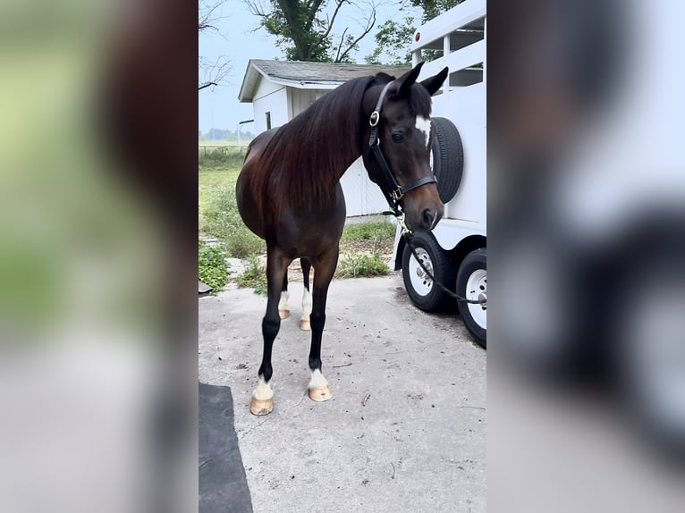 Pura Raza Árabe Caballo castrado 17 años Castaño oscuro in Princeton Texas