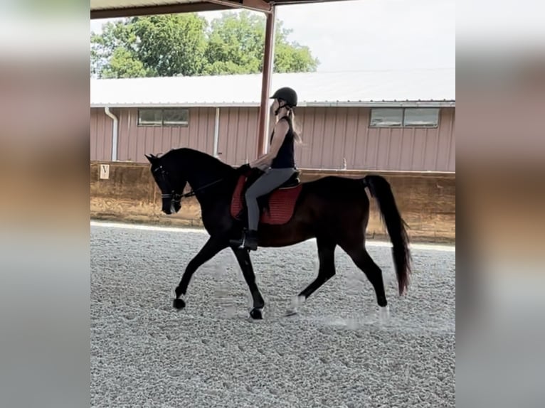 Pura Raza Árabe Caballo castrado 17 años Castaño oscuro in Princeton Texas