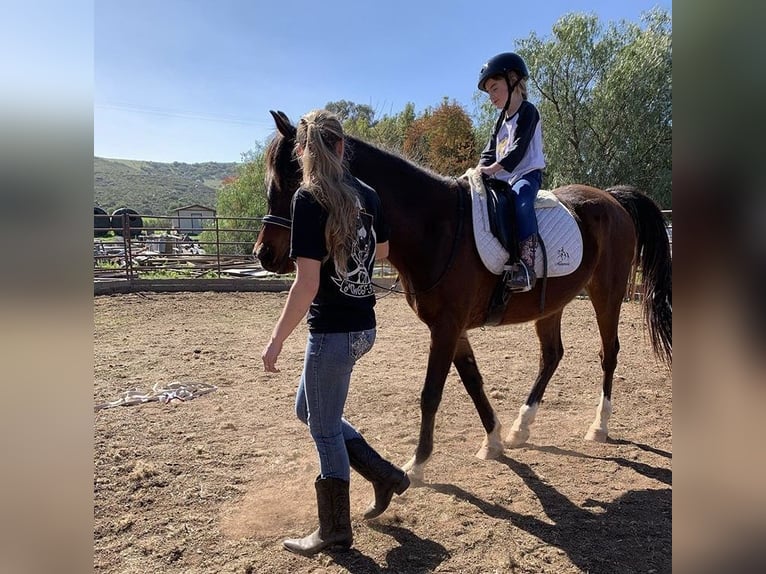 Pura Raza Árabe Caballo castrado 17 años Castaño oscuro in Princeton Texas