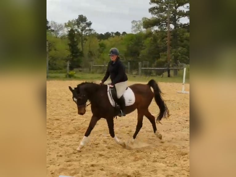 Pura Raza Árabe Caballo castrado 17 años Castaño oscuro in Princeton Texas