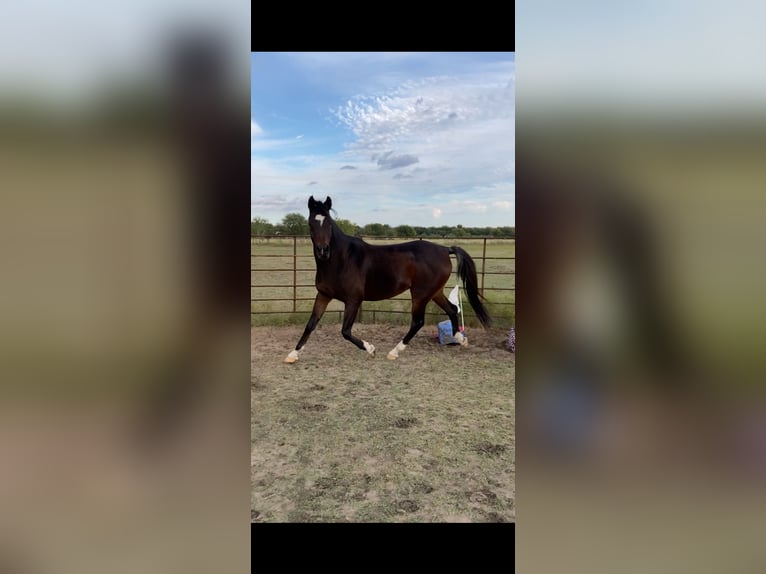 Pura Raza Árabe Caballo castrado 17 años Castaño oscuro in Princeton Texas