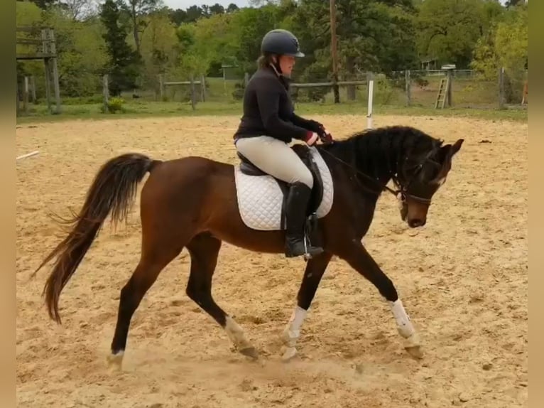 Pura Raza Árabe Caballo castrado 17 años Castaño oscuro in Princeton Texas