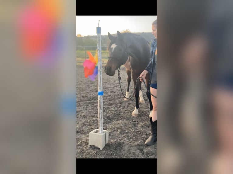 Pura Raza Árabe Caballo castrado 17 años Castaño oscuro in Princeton Texas