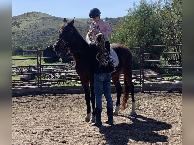 Pura Raza Árabe Caballo castrado 17 años Castaño oscuro in Princeton Texas