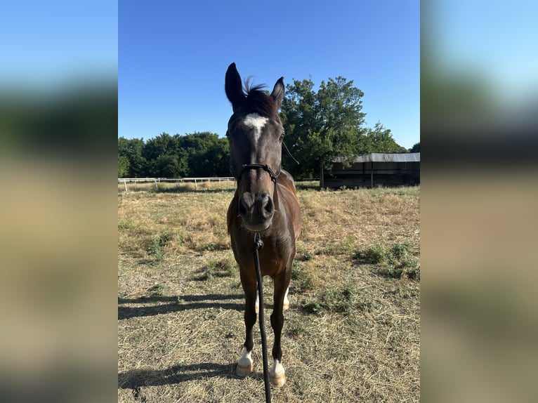 Pura Raza Árabe Caballo castrado 17 años Castaño oscuro in Princeton Texas