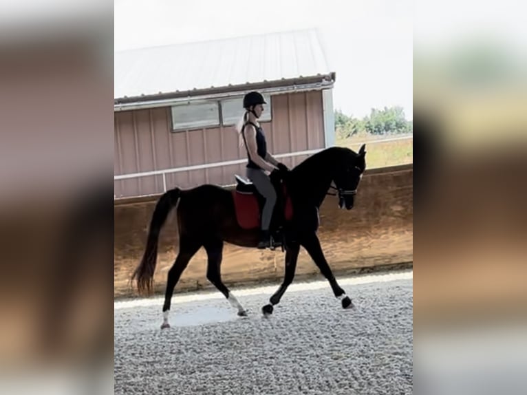 Pura Raza Árabe Caballo castrado 17 años Castaño oscuro in Princeton Texas