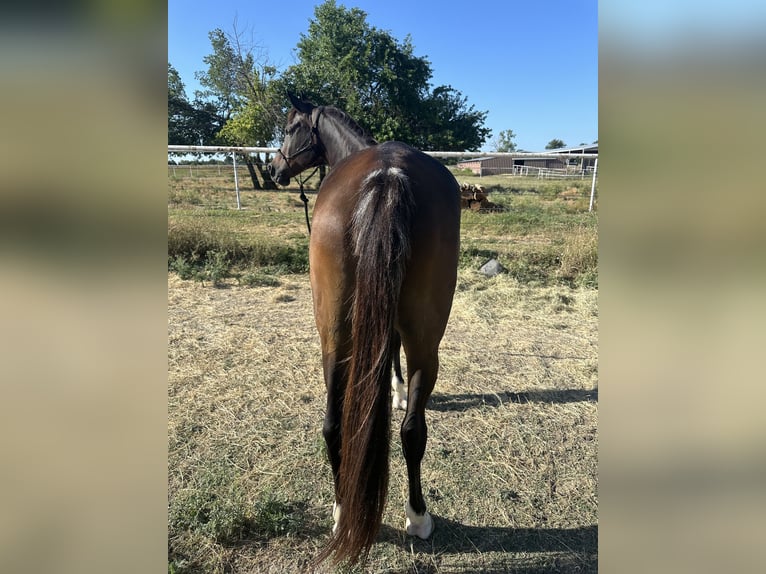 Pura Raza Árabe Caballo castrado 17 años Castaño oscuro in Princeton Texas