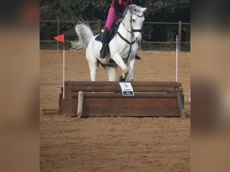 Pura Raza Árabe Caballo castrado 19 años 150 cm Tordo in Santa Susanna