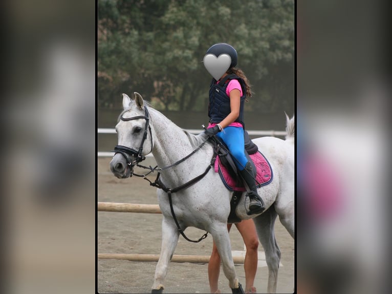 Pura Raza Árabe Caballo castrado 19 años 150 cm Tordo in Santa Susanna