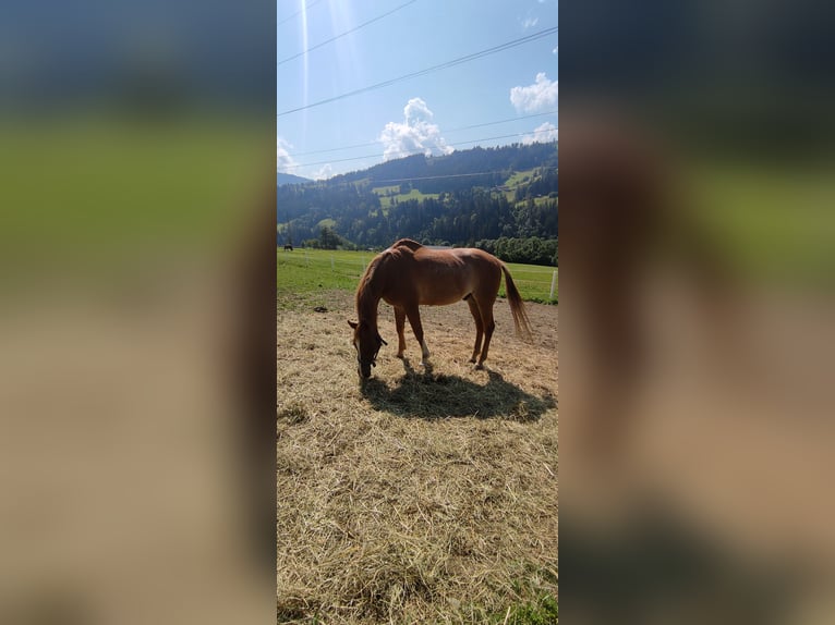 Pura Raza Árabe Caballo castrado 19 años 155 cm Alazán in Schladming