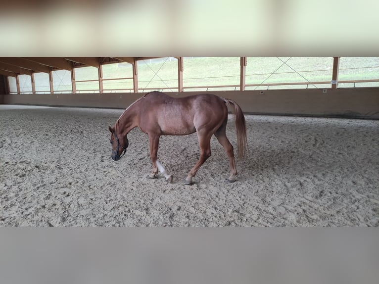 Pura Raza Árabe Caballo castrado 19 años 155 cm Alazán in Schladming