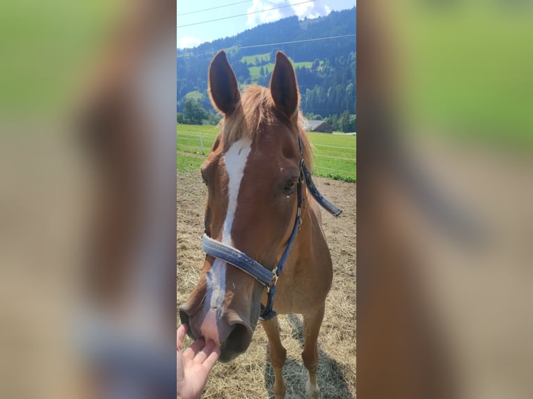 Pura Raza Árabe Caballo castrado 19 años 155 cm Alazán in Schladming