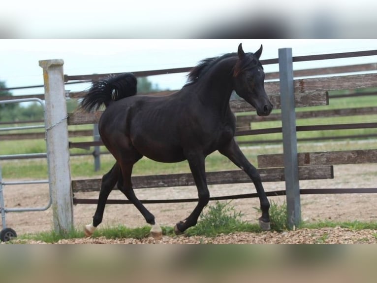 Pura Raza Árabe Caballo castrado 1 año 152 cm Negro in Pastetten