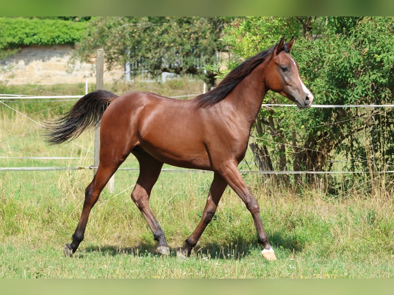 Pura Raza Árabe Caballo castrado 1 año 154 cm Castaño in Ammerbuch