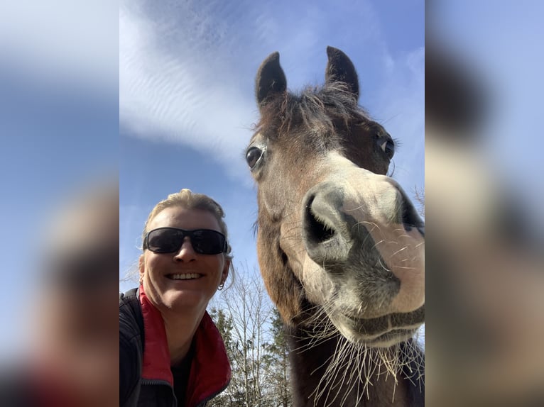 Pura Raza Árabe Caballo castrado 1 año 155 cm Tordo in Reutlingen