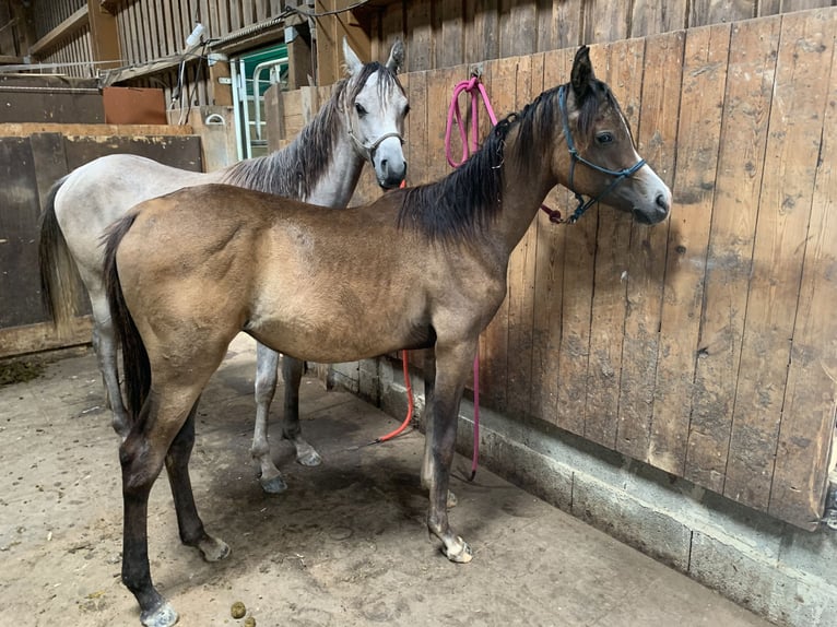 Pura Raza Árabe Caballo castrado 1 año 155 cm Tordo in Reutlingen