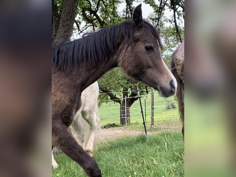 Pura Raza Árabe Caballo castrado 1 año 155 cm Tordo in Reutlingen