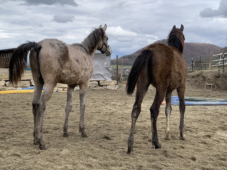 Pura Raza Árabe Caballo castrado 1 año 155 cm Tordo in Reutlingen