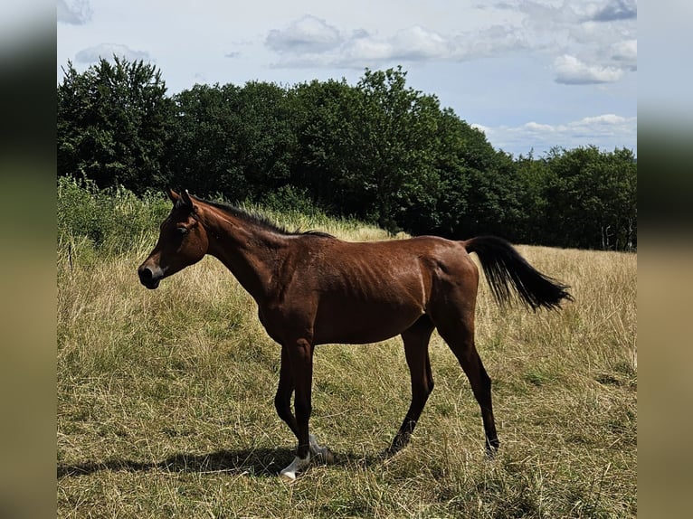 Pura Raza Árabe Caballo castrado 1 año 165 cm Castaño in Simmerath