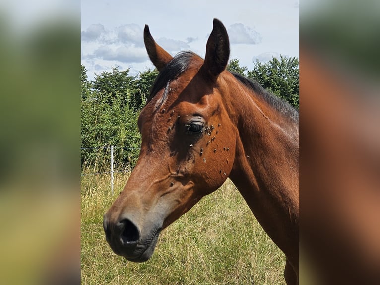Pura Raza Árabe Caballo castrado 1 año 165 cm Castaño in Simmerath