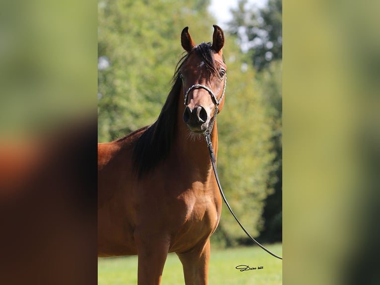 Pura Raza Árabe Caballo castrado 1 año Castaño in Ried im Traunkreis