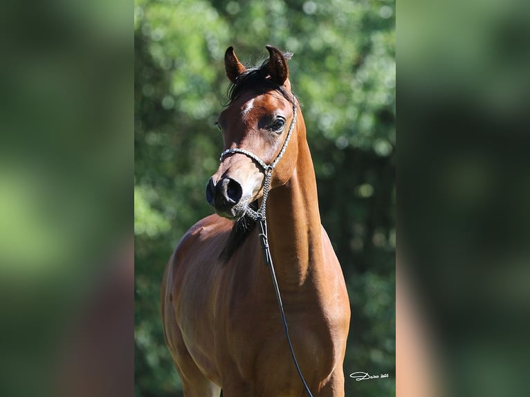 Pura Raza Árabe Caballo castrado 1 año Castaño in Ried im Traunkreis