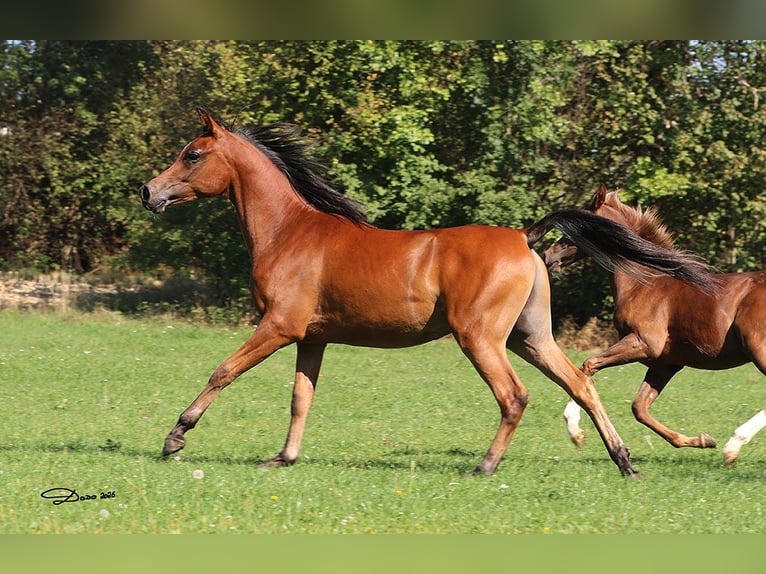 Pura Raza Árabe Caballo castrado 1 año Castaño in Ried im Traunkreis