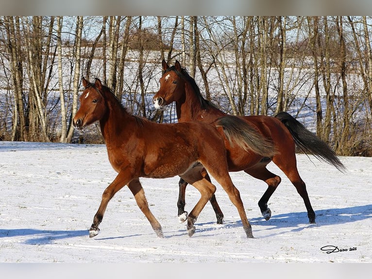 Pura Raza Árabe Caballo castrado 1 año Castaño in Ried im Traunkreis