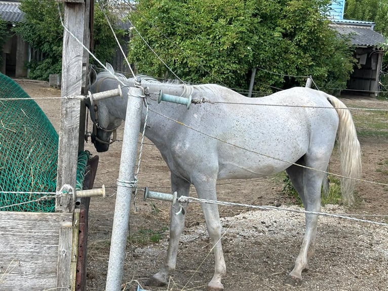 Pura Raza Árabe Caballo castrado 21 años 150 cm Tordo picazo in Stockerau