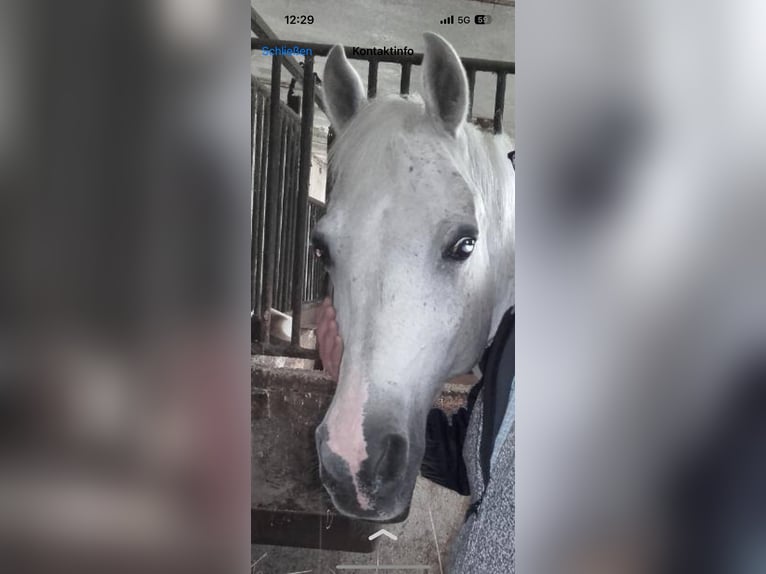 Pura Raza Árabe Caballo castrado 21 años 150 cm Tordo picazo in Stockerau