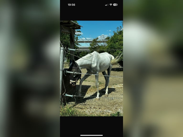 Pura Raza Árabe Caballo castrado 21 años 150 cm Tordo picazo in Stockerau