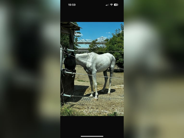 Pura Raza Árabe Caballo castrado 21 años 150 cm Tordo picazo in Stockerau