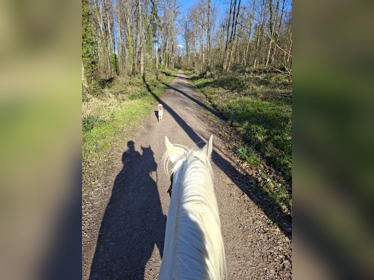 Pura Raza Árabe Caballo castrado 21 años 158 cm Tordo in Freiburg im Breisgau