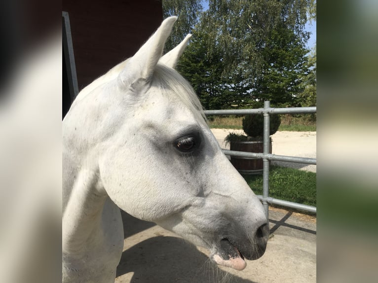 Pura Raza Árabe Mestizo Caballo castrado 22 años 145 cm Tordo in Pfaffenhofen an der Roth