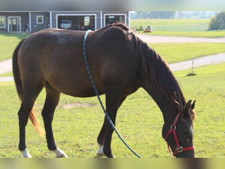 Pura Raza Árabe Mestizo Caballo castrado 23 años 152 cm Castaño in Fort Worth Texas