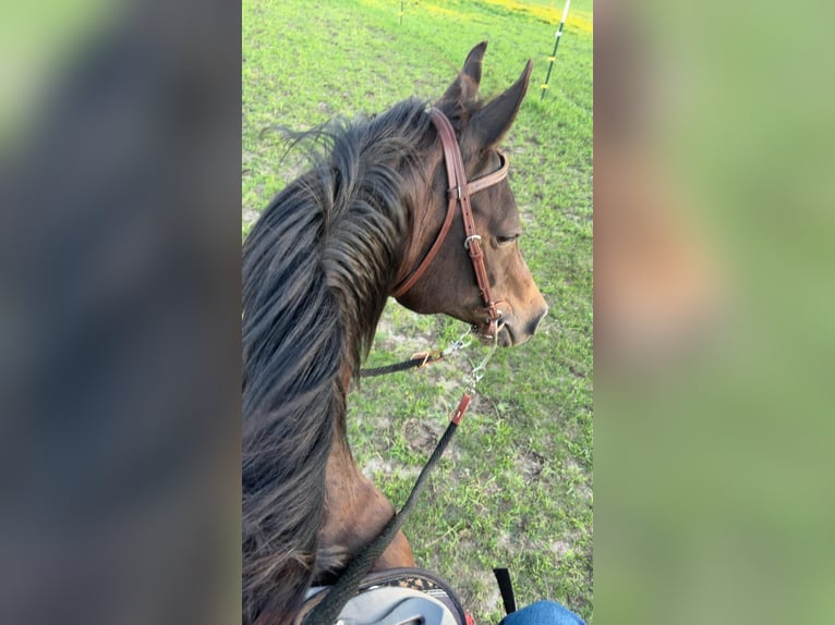 Pura Raza Árabe Mestizo Caballo castrado 23 años 152 cm Castaño in Fort Worth Texas