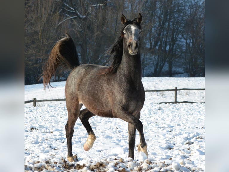 Pura Raza Árabe Caballo castrado 2 años 145 cm Tordo in Koprivnica