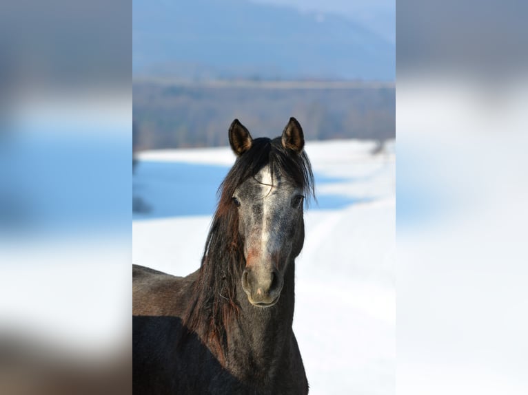 Pura Raza Árabe Caballo castrado 2 años 145 cm Tordo in Koprivnica