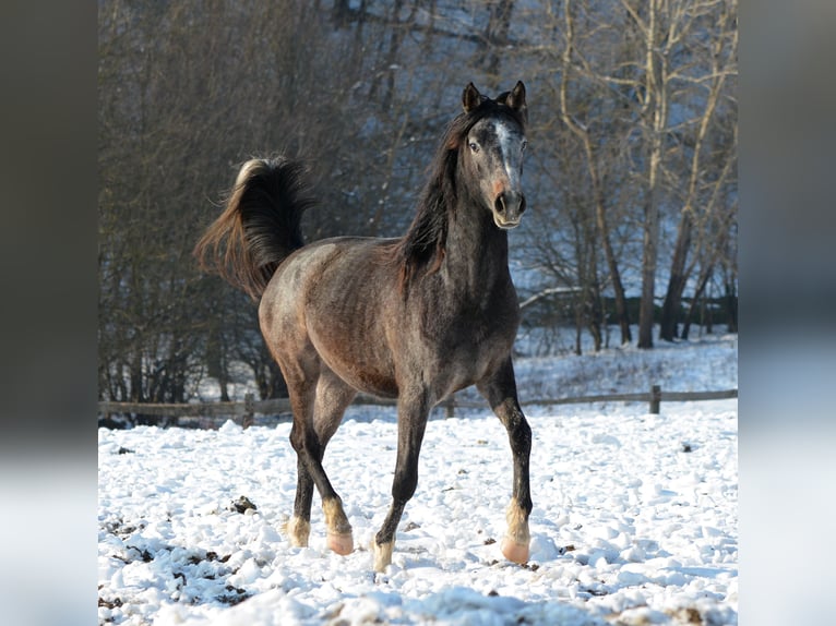 Pura Raza Árabe Caballo castrado 2 años 145 cm Tordo in Koprivnica