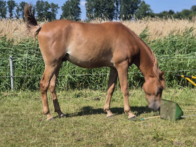 Pura Raza Árabe Caballo castrado 2 años 147 cm Alazán in Engelschoff