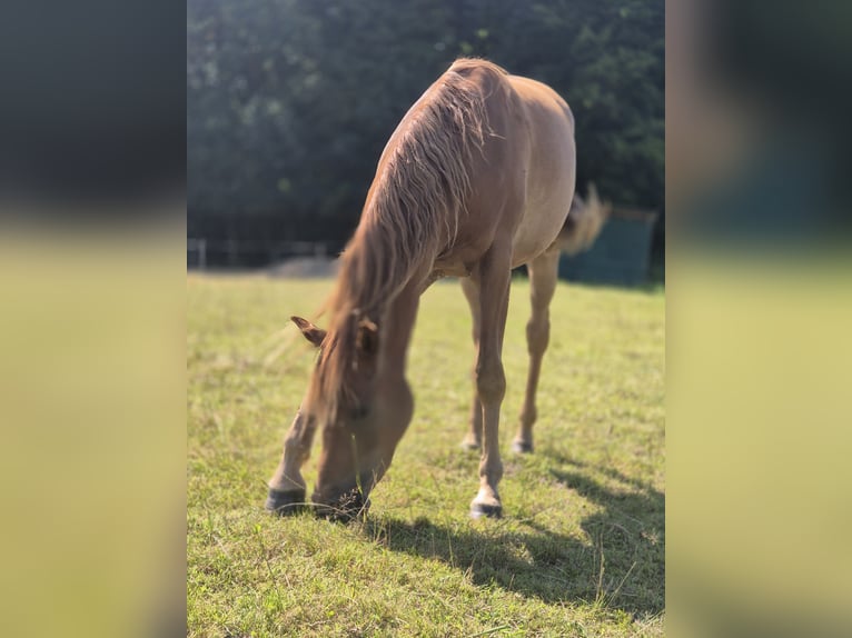 Pura Raza Árabe Caballo castrado 2 años 147 cm Alazán in Engelschoff