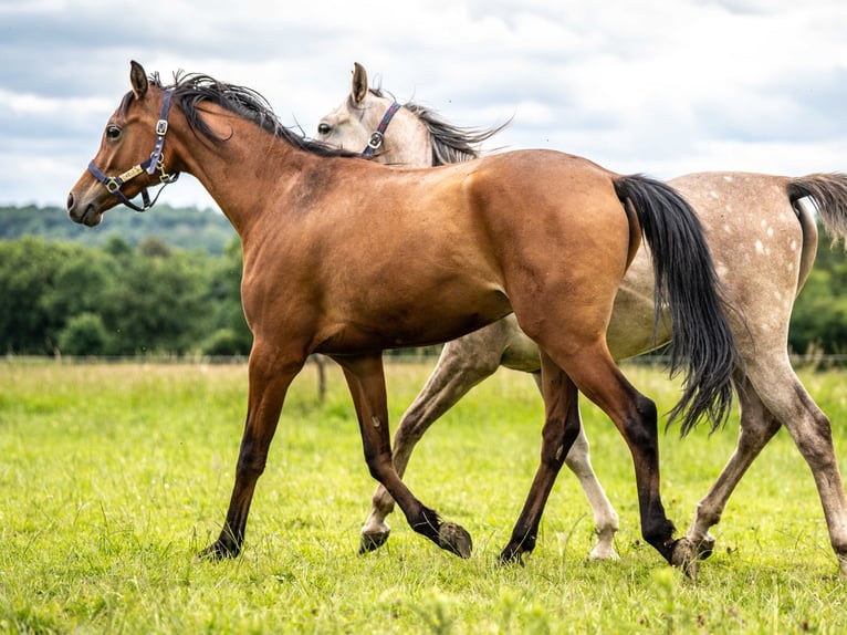 Pura Raza Árabe Caballo castrado 2 años 150 cm Castaño in Herzberg am Harz