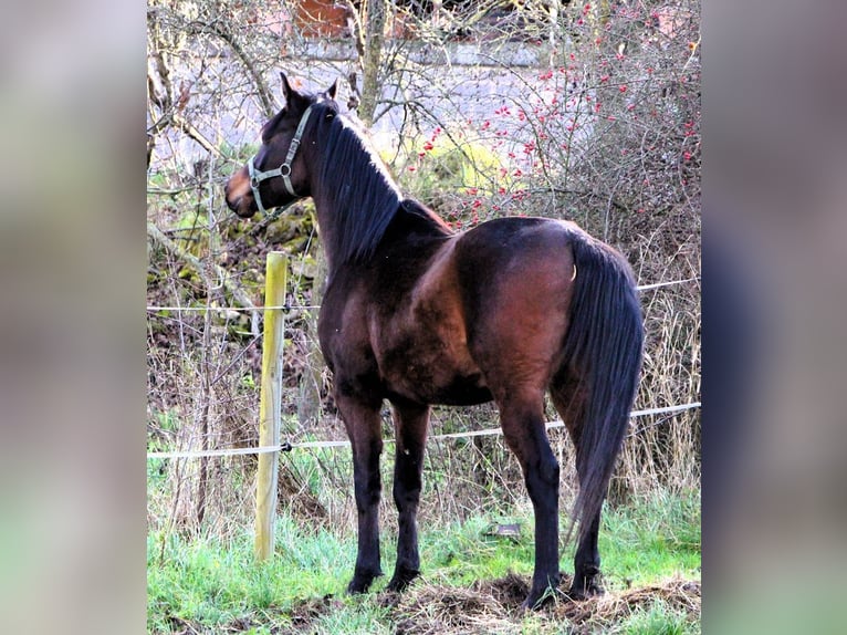 Pura Raza Árabe Caballo castrado 2 años 150 cm Castaño oscuro in Kehl